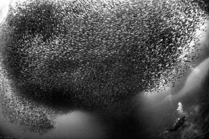 Cloudy day and murky waters in Moalboal, but sardines wer... by Mathieu Foulquié 